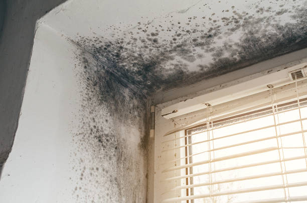 Affordable Basement Mold Removal solutions in Holland, TX